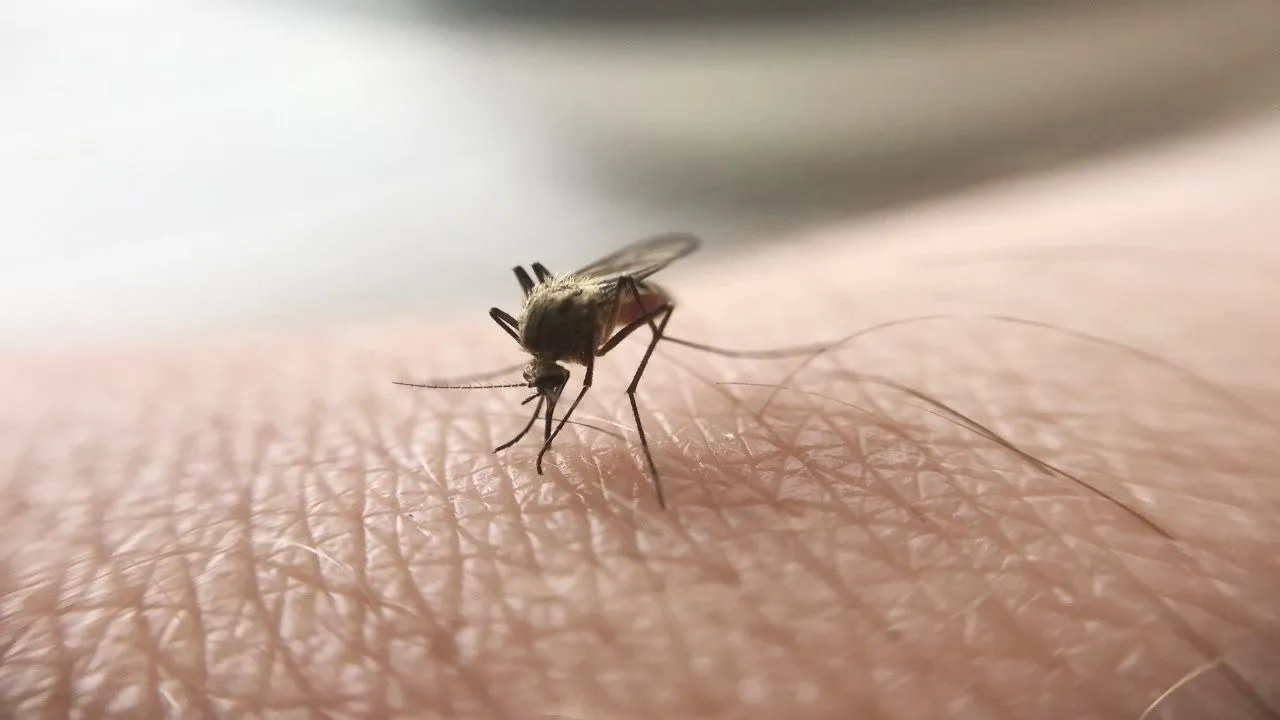Dengue