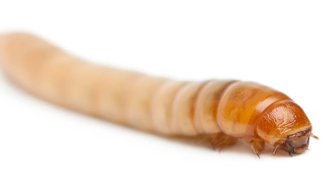 Screwworm