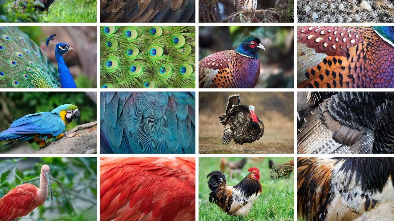 Animals lucky Sign