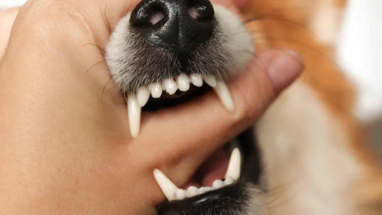 Dog Bite