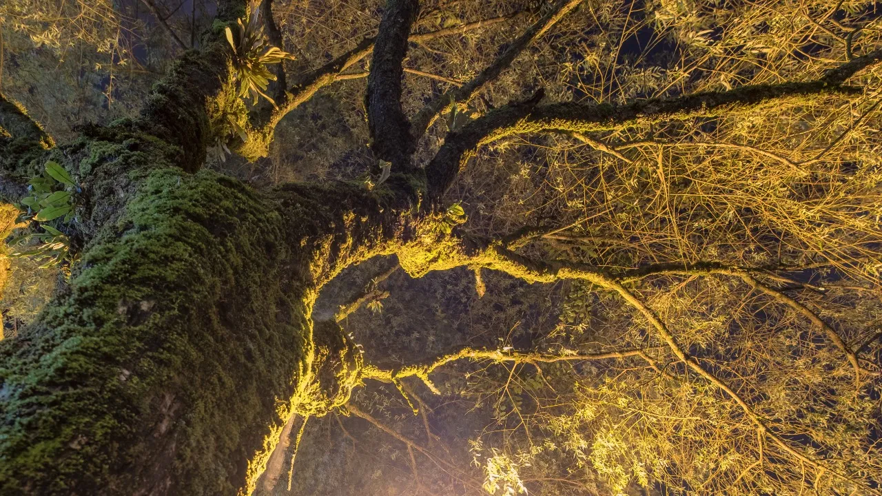 trees night