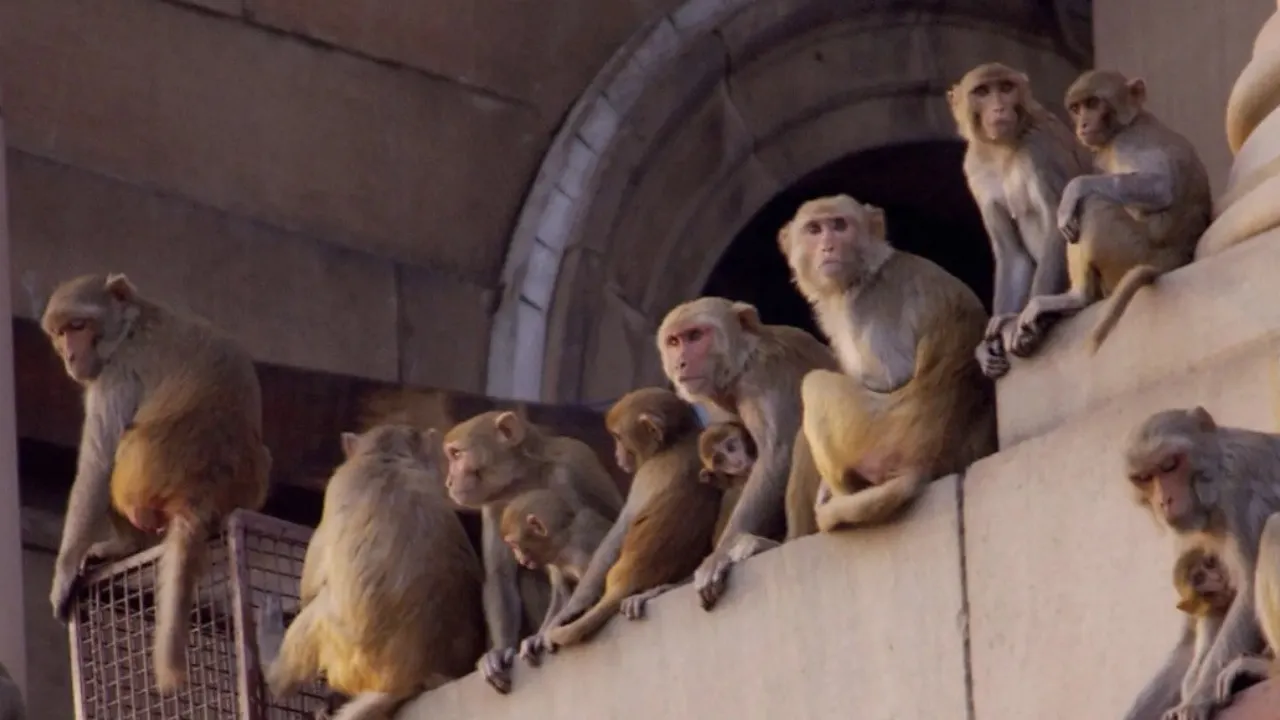 Infant sleeping at home in UP snatched by monkeys