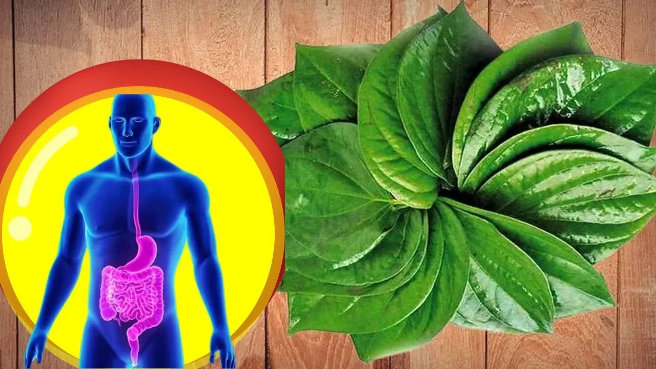Betel Leaves Benefits