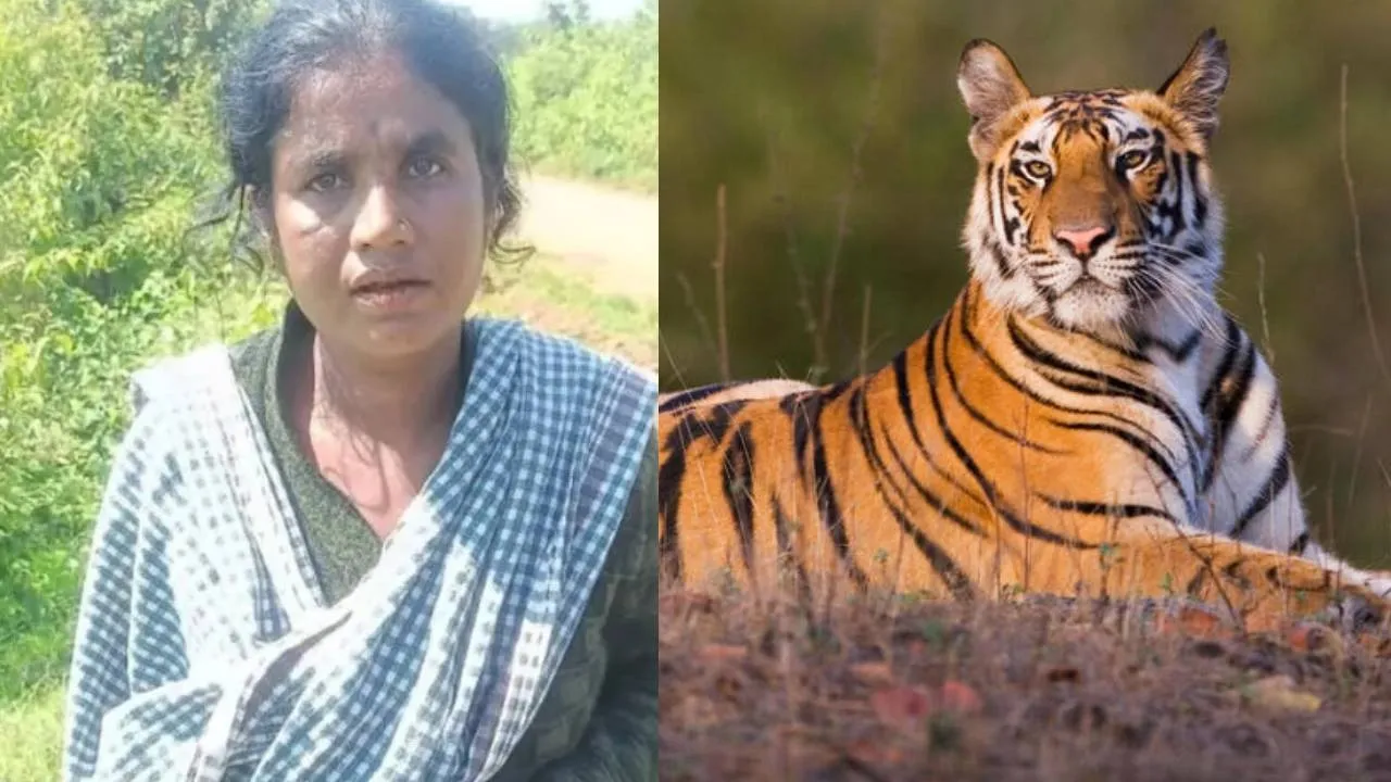 tiger