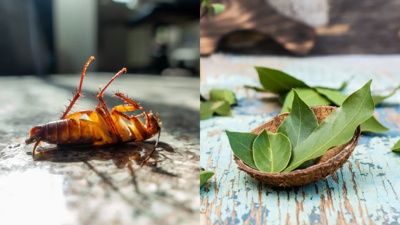 Bay leaf and Cockroach