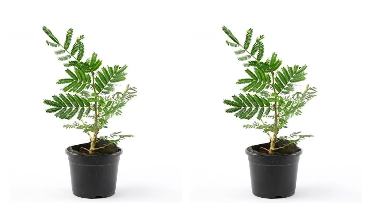 jand plant