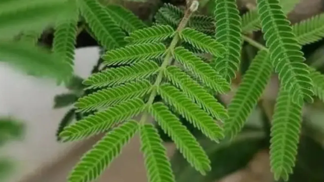 shami tree