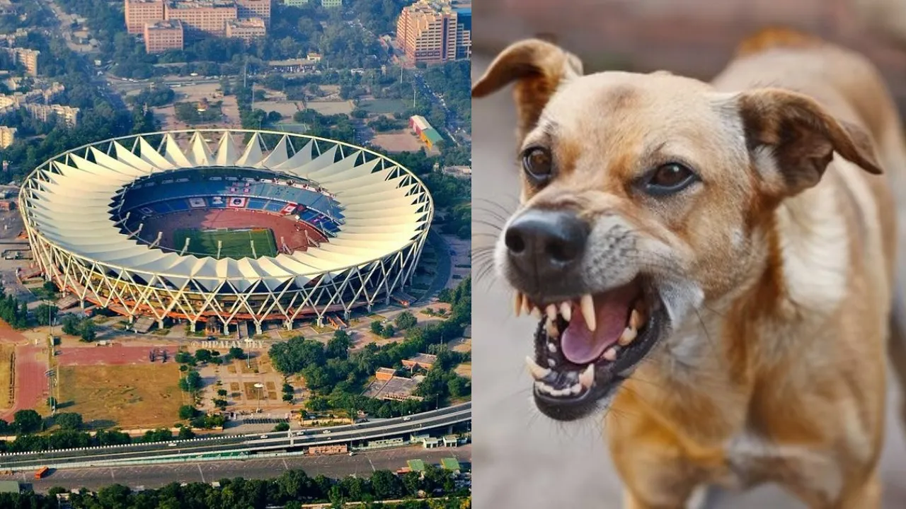 Stray dog bites