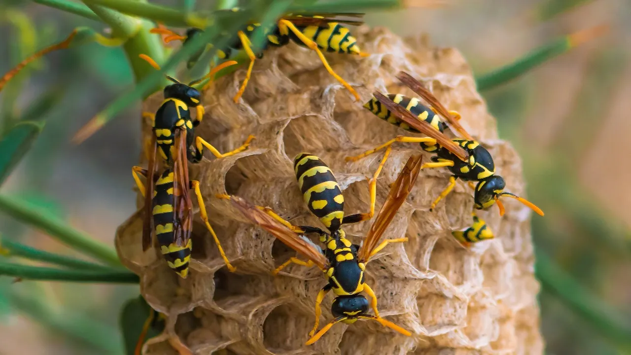 Yellow Wasps