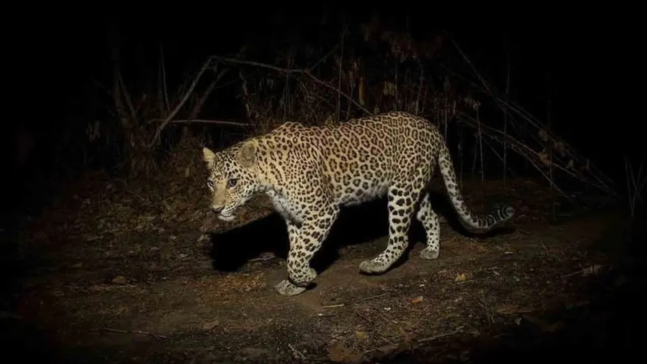 A leopard attacked a farmer