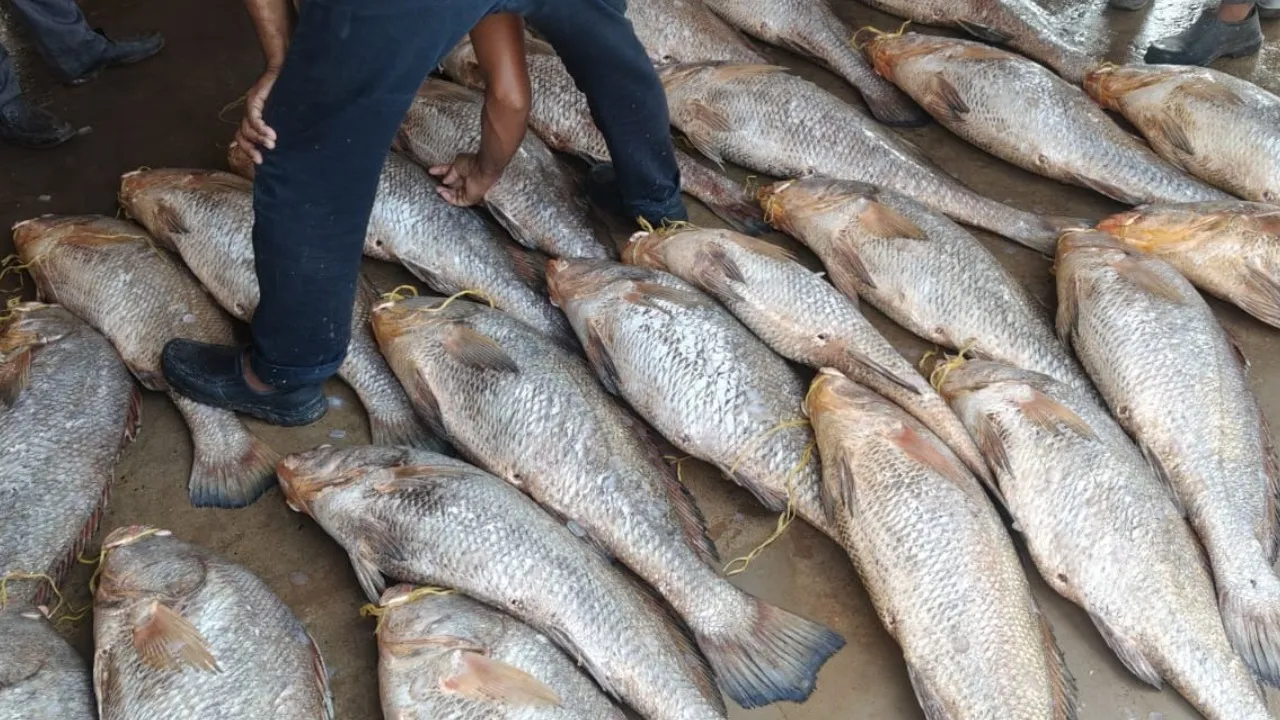 Telia Bhola fish sold for Rs. 1 crore in Odisha