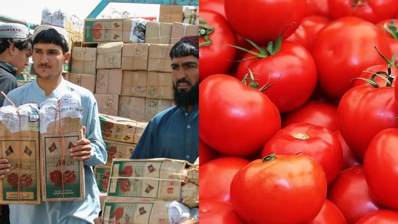 Pakistan hit hard as Afghan border closure sends tomato prices soaring 400% in the country