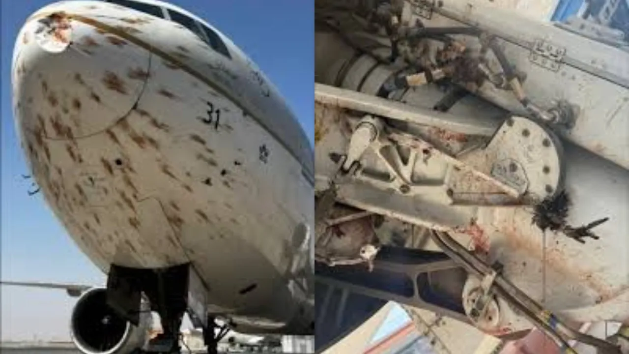 Bird Strike is Affecting Flight Operations