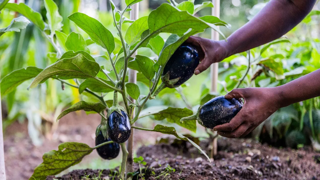 eggplant