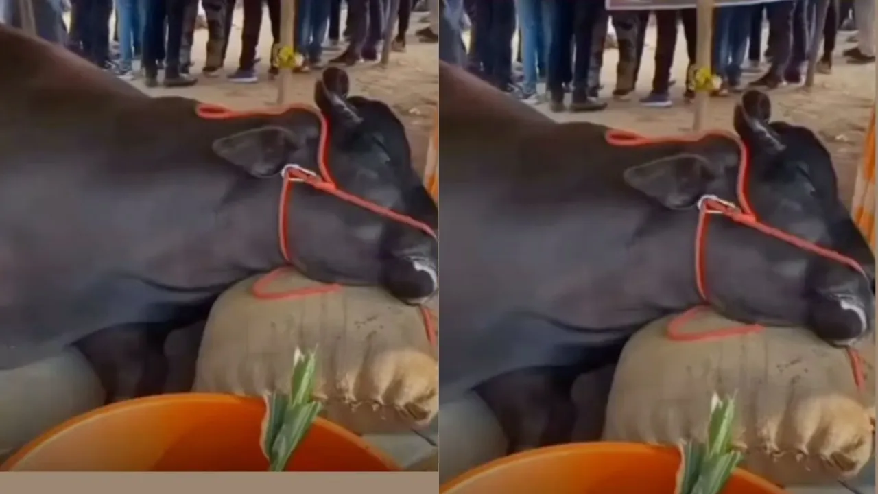 Buffalo Worth RS.21 Crores Dies At Rajasthans Pushkar Animal Fair