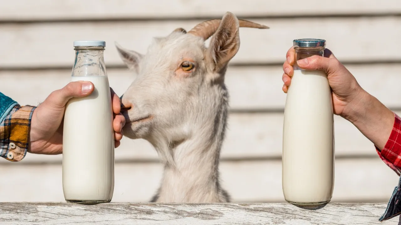 Goat Milk