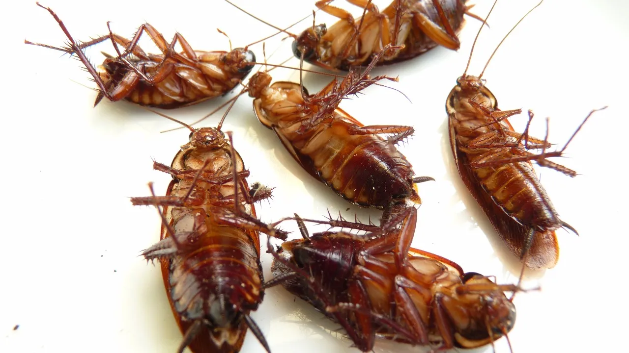 Cockroaches