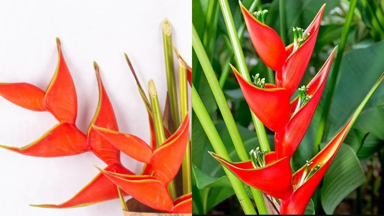 Heliconia