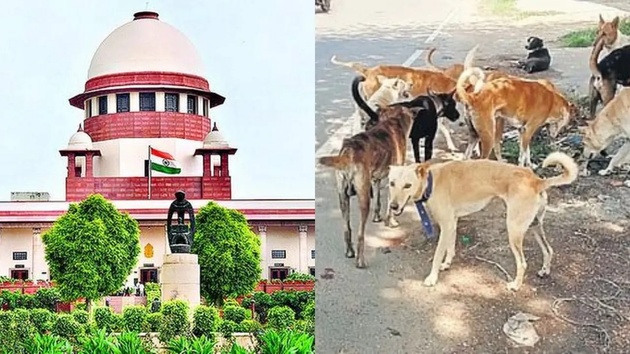 Supreme Court's big warning to states, feeders on Street dogs issue