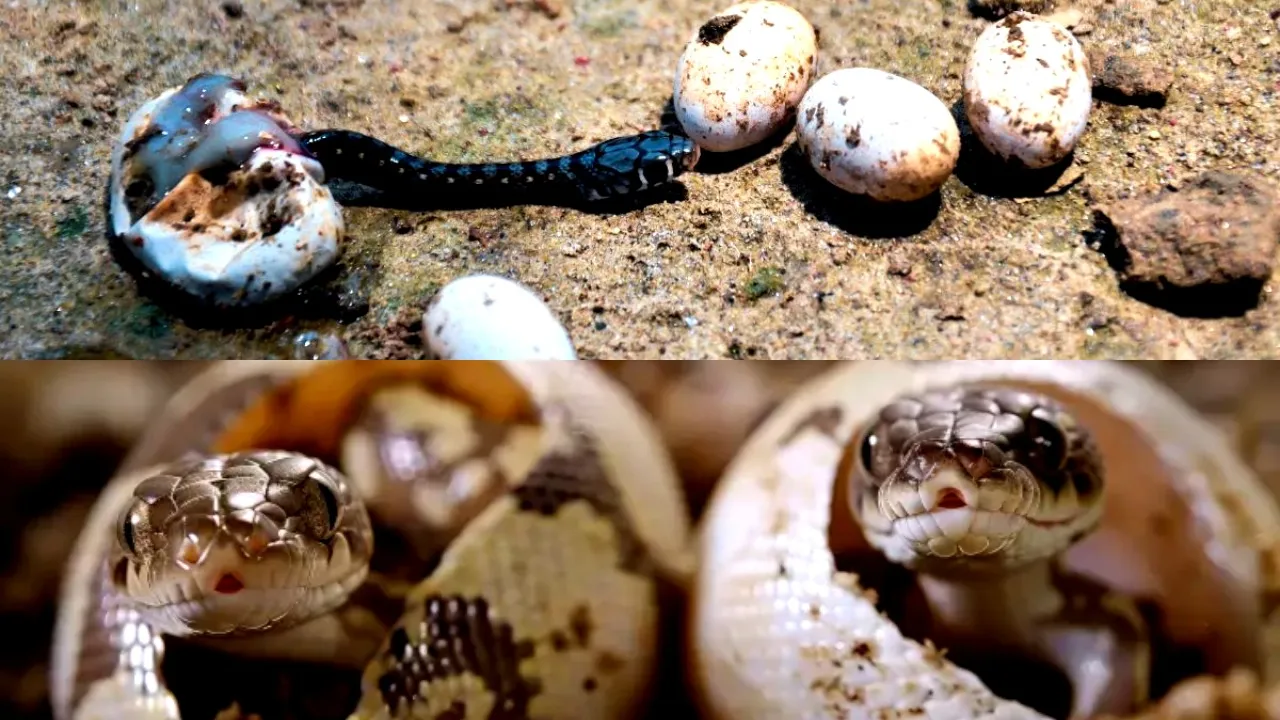 Snake Eggs