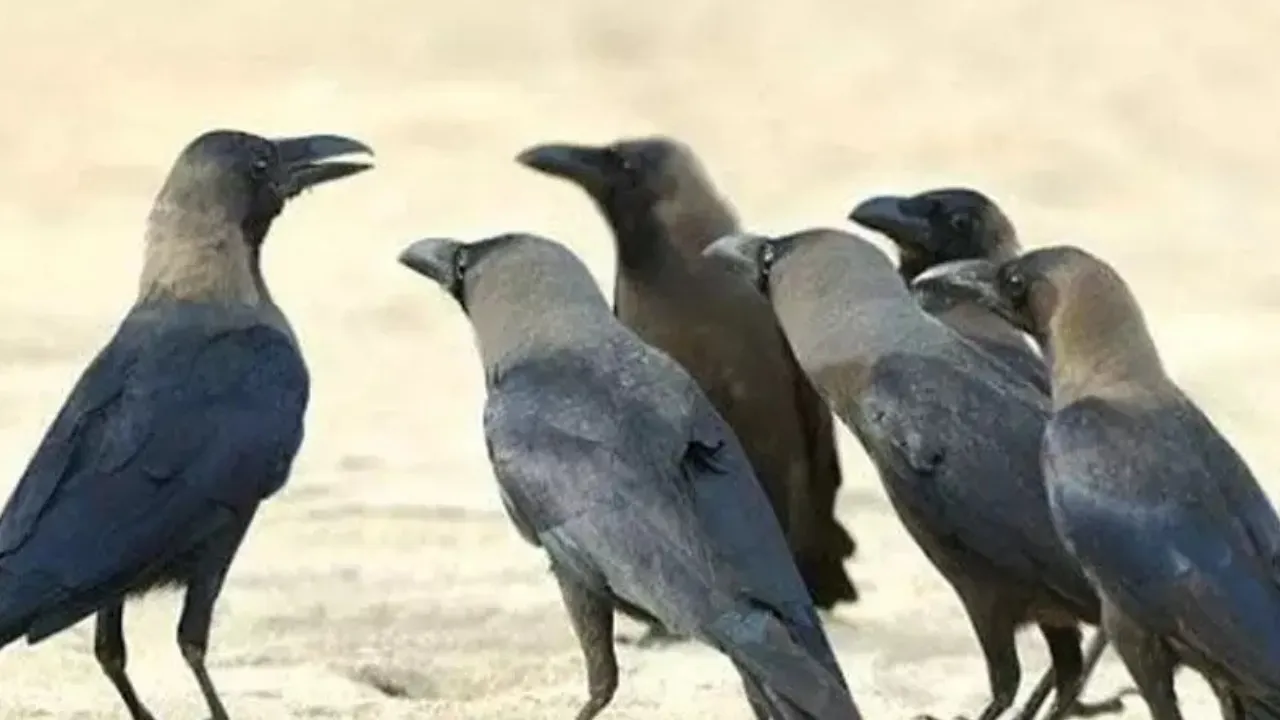 Bird flu scare in Tamil Nadu as over 1500 crows found dead in Chennai