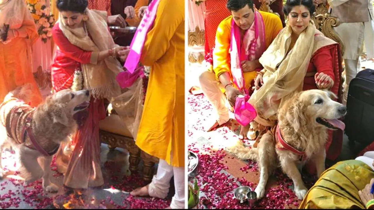 pet dog in Uttar Pradesh