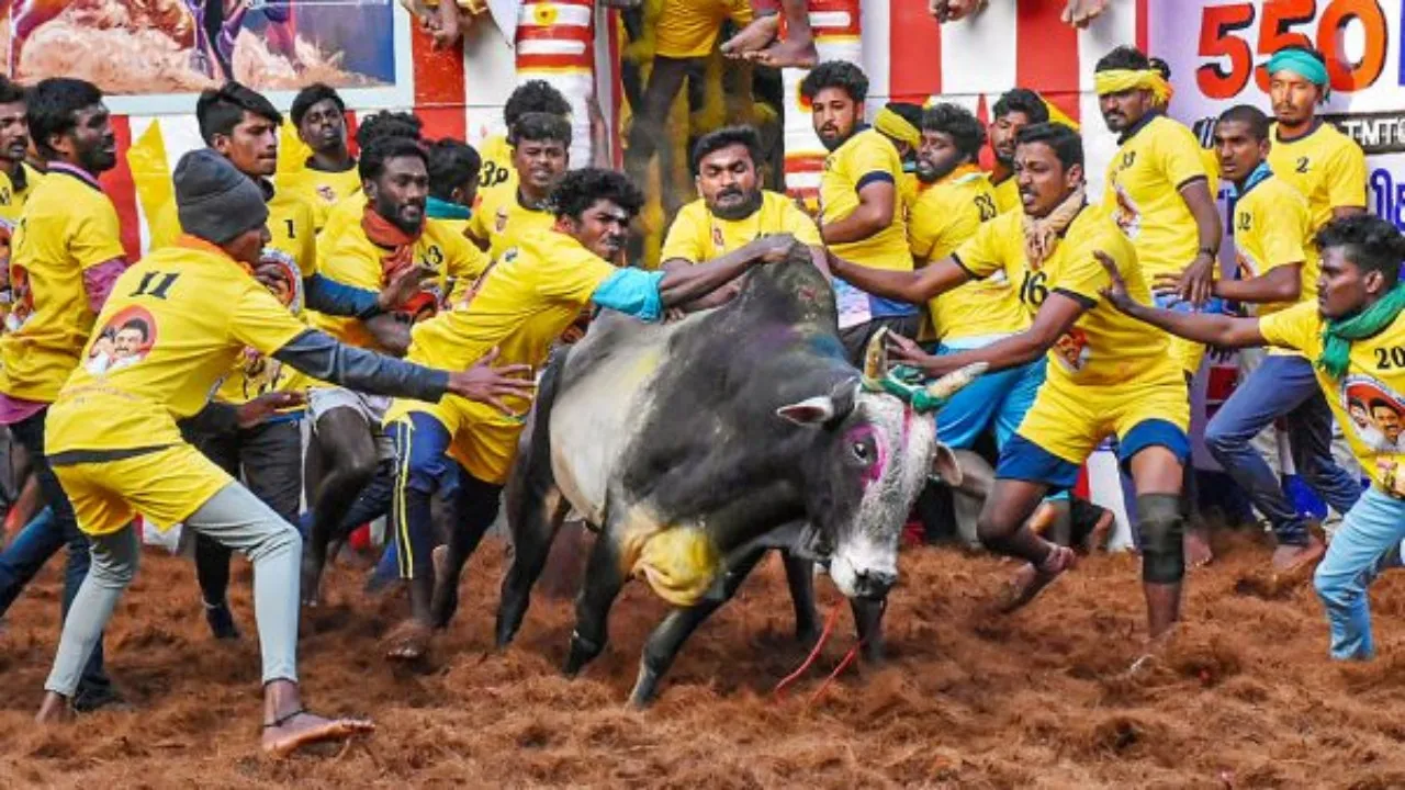 Jallikattu