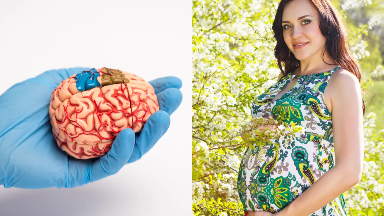 brain