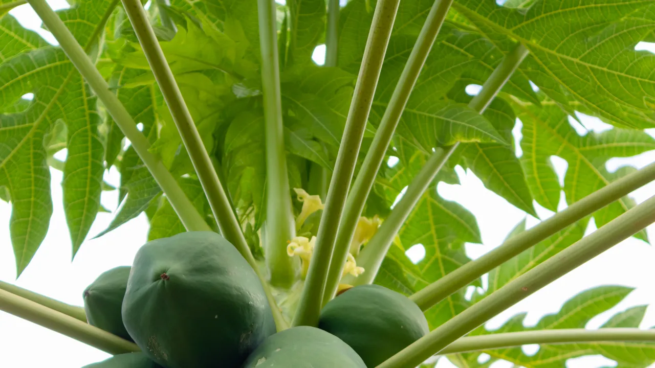 papaya leaf juice