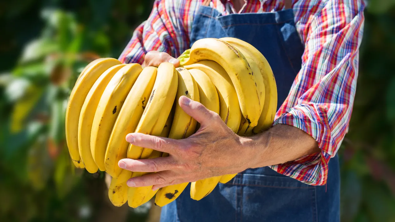 banana