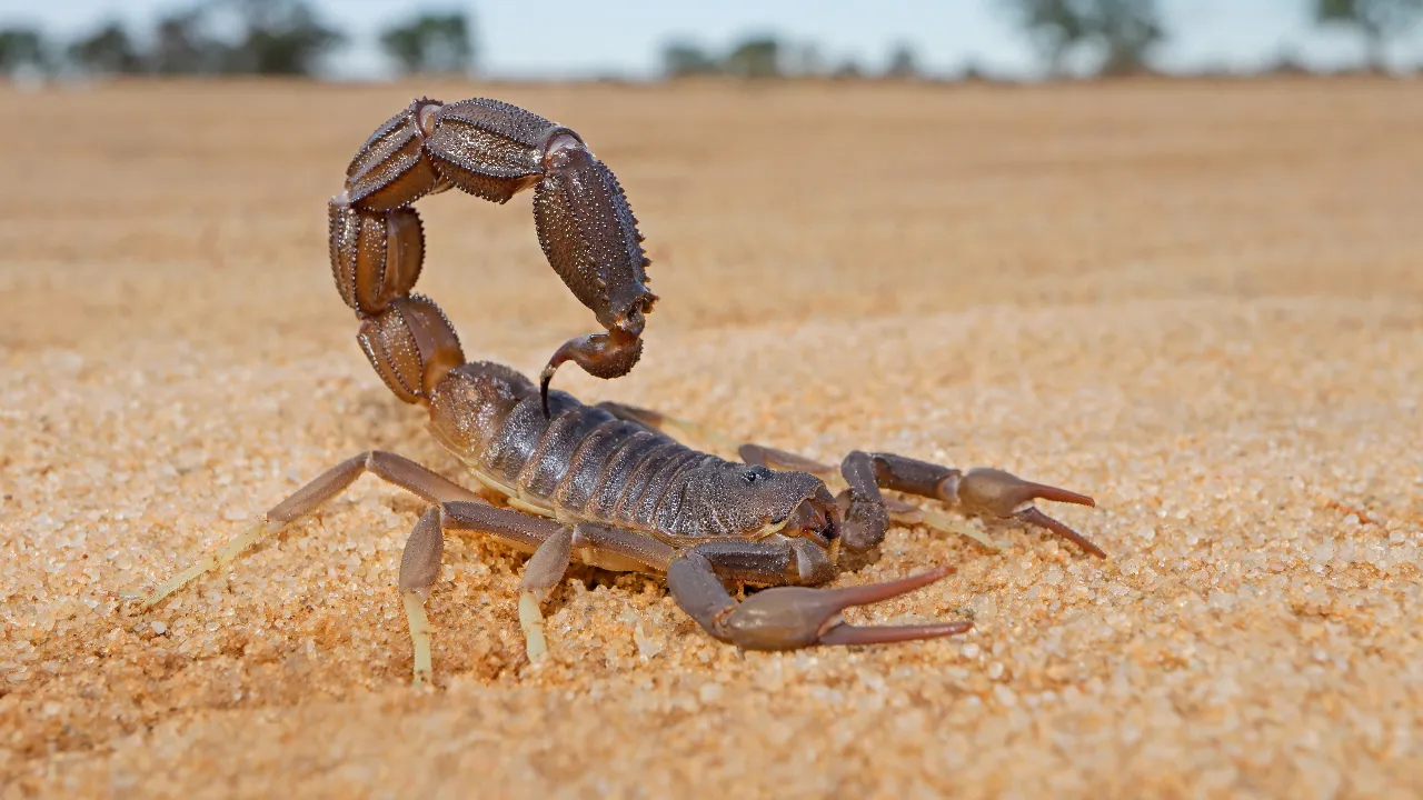 scorpion