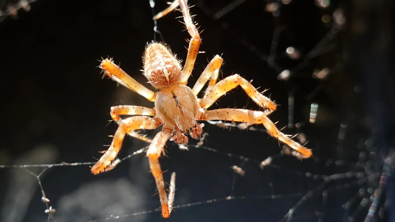 Spider 
