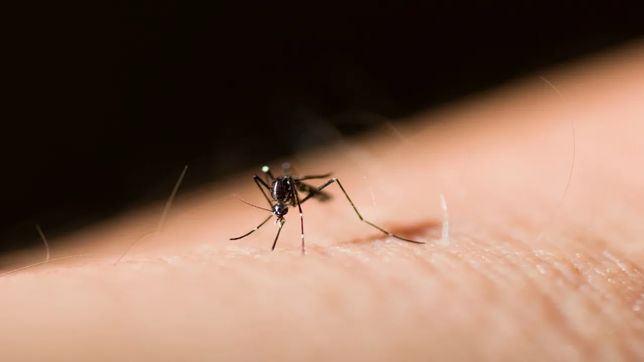 dengue 3