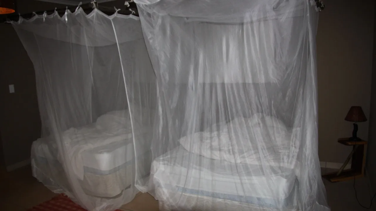 dengue 6