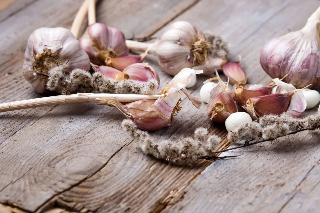 garlic and teeth6