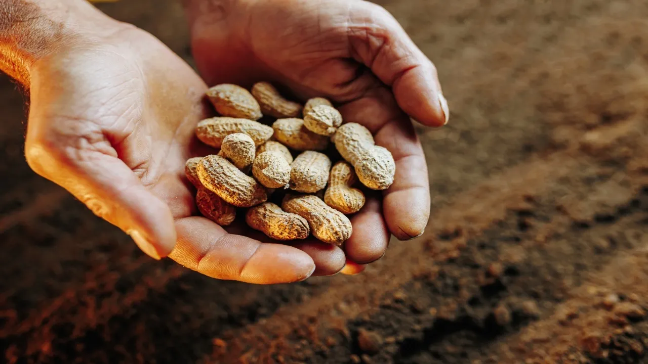 groundnut41