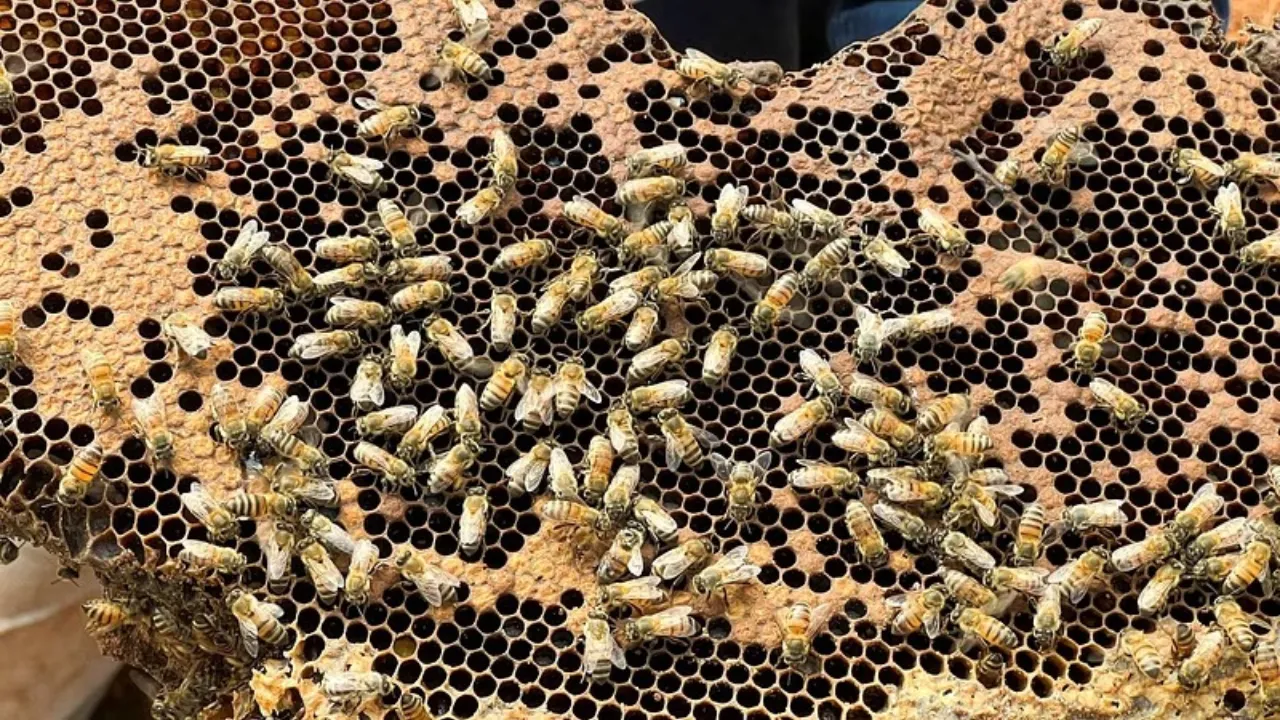 Bees