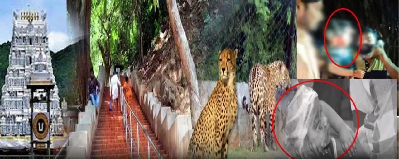 బాలుడిపై దాడి జరిగిన ప్రాంతాన్ని పరిశీలించిన టీటీడీ ఈవో