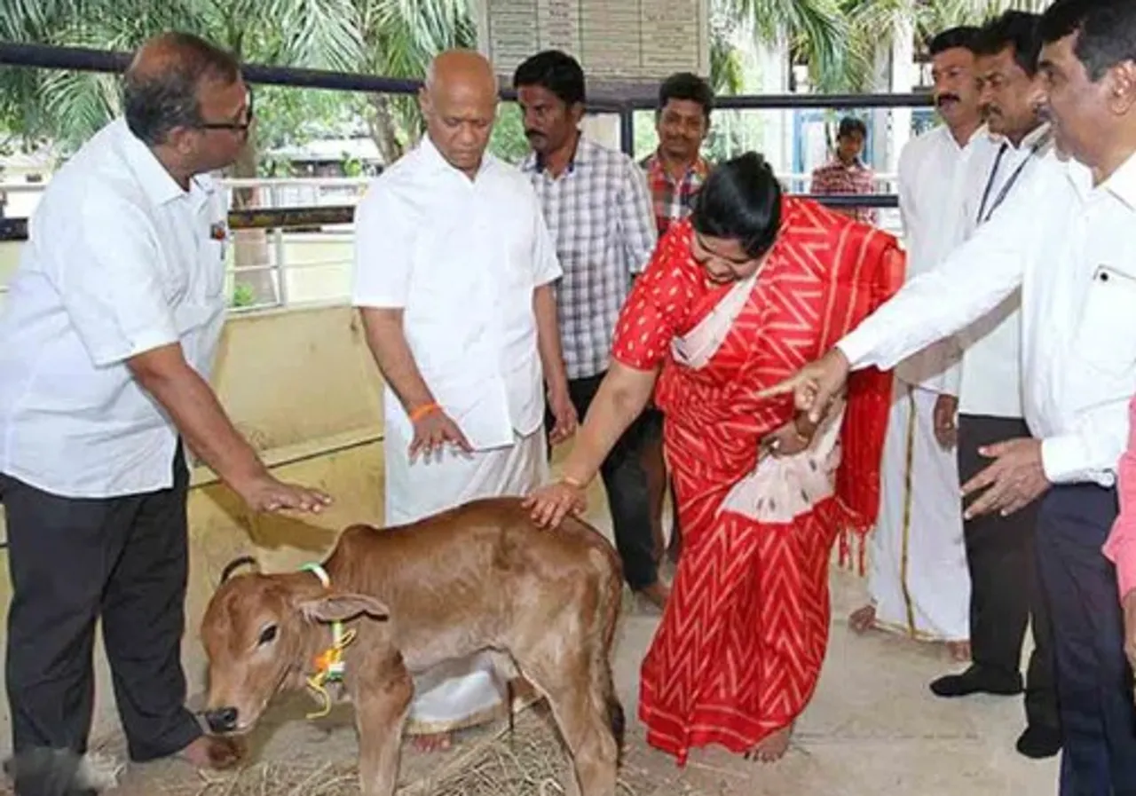 దేశంలోనే తొలిసారిగా సరోగసి ద్వారా ఆవు దూడ జననం..!