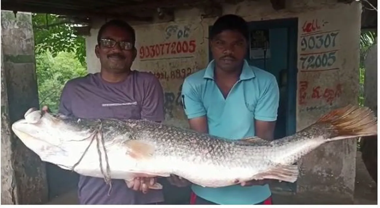 చిక్కిన భారీ మీనం....జాలరి సంబరం