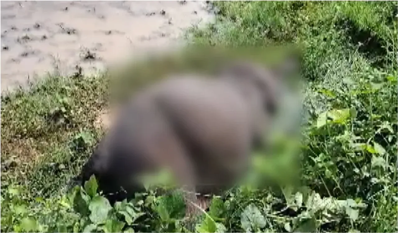 Elephants death: అస్సాంలో మరో రెండు ఏనుగులు మృతి... ఈశాన్య రాష్ట్రంలో గజరాజుల మరణాలకు కారణాలేంటి?