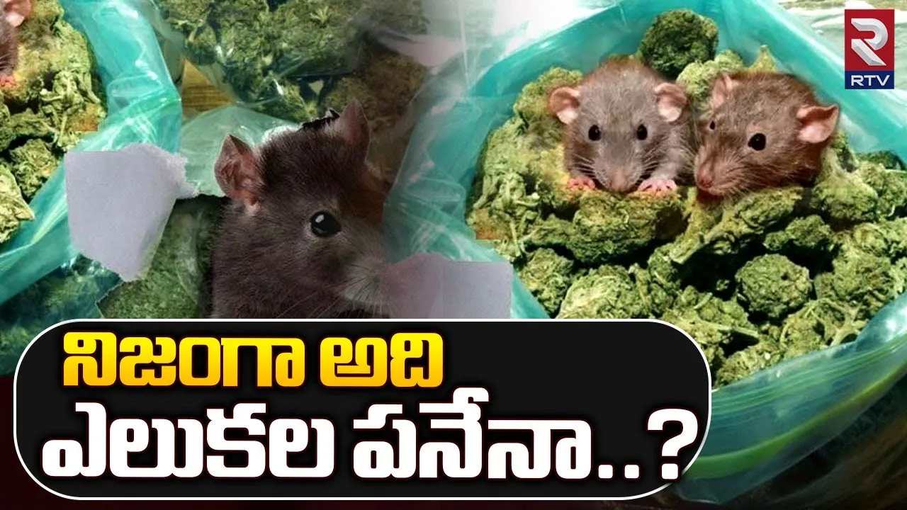 గంజాయి స్మగ్లర్లను రక్షించిన ఎలుకలు, నిజంగా వాటి పనేనా..?