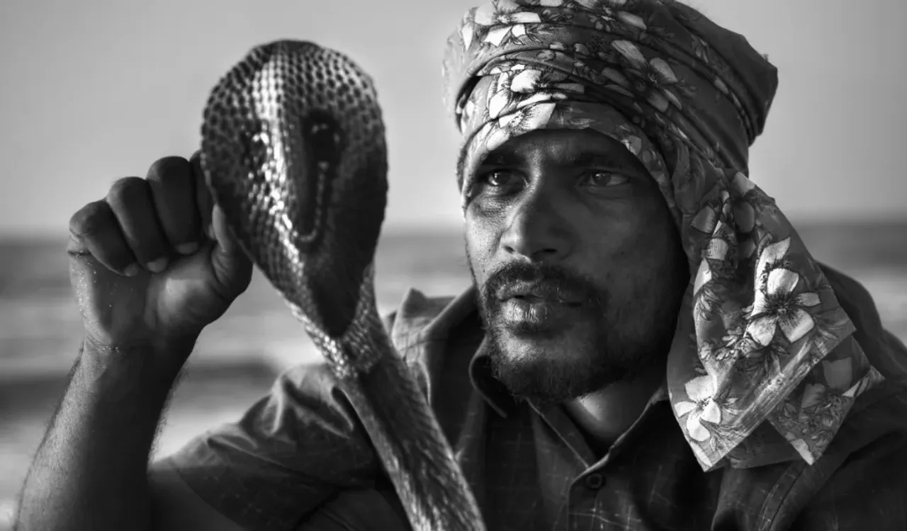 Snakes as dowry: కట్నంగా పాములు ఇవ్వాల్సిందే..లేకపోతే పెళ్లే జరగదు..ఎక్కడో తెలుసా?