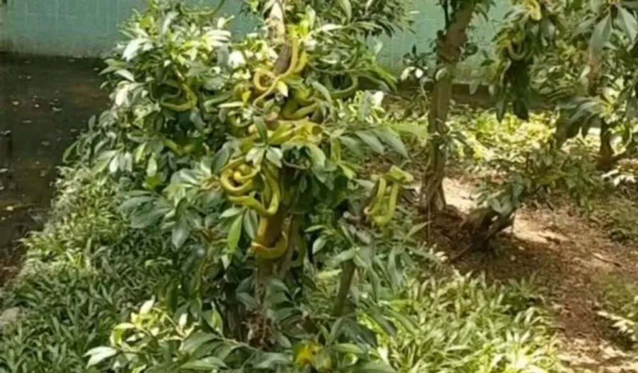 Viral Video: ఆ దేశంలో చెట్లపై పండ్లకు బదులు పాములు ఉంటాయ్...!!