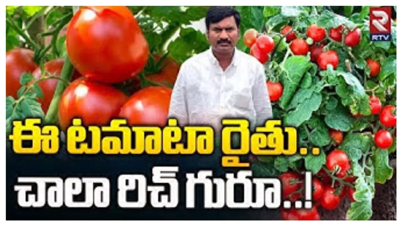 Tomato Farmer: నెల రోజుల్లో రూ.కోటి పైనే సంపాదించిన టమాటా రైతు