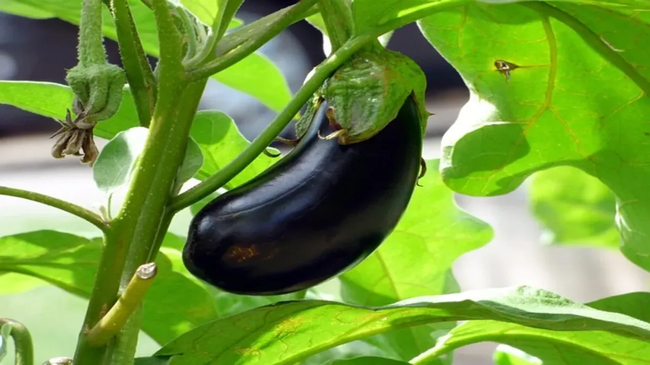 Eggplants in Monsoon: వర్షాకాలంలో వంకాయ తింటున్నారా? అయితే ప్రమాదంలో పడినట్లే..!!