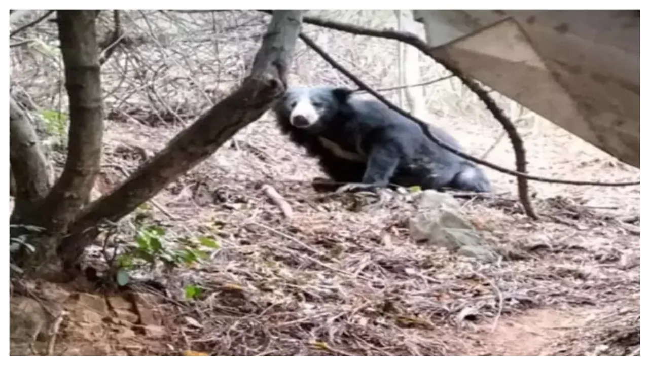 Bear spotted at Srivari Mettu: తిరుమలలో ఎలుగు బంటి కలకలం.. భయాందోళనలో భక్తులు