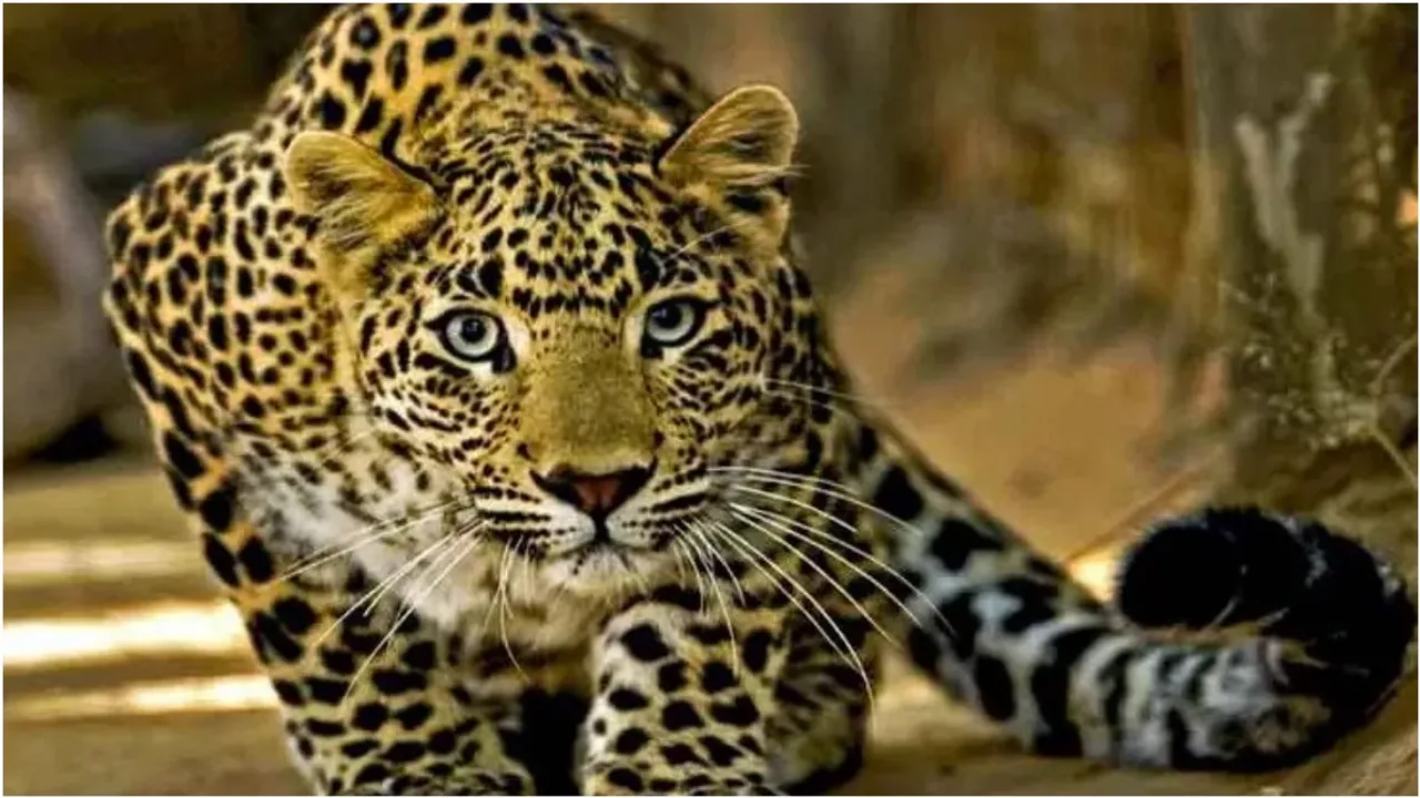 Cheetah in Vanasthalipuram: వనస్థలిపురంలో చిరుత కలకలం..భయాందోళనలో స్థానికులు!