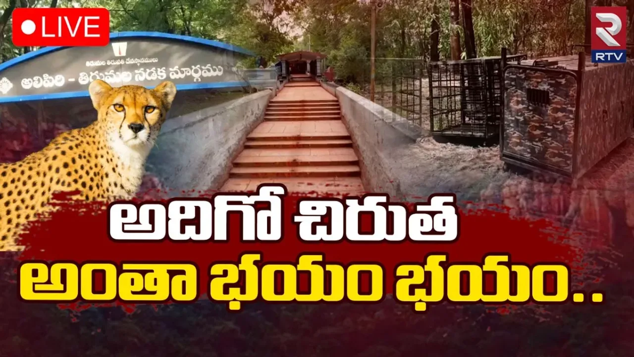 చిరుతపులి భయం ఎఫెక్ట్.. బోసిపోయిన అలిపిరి కాలినడక మార్గం!