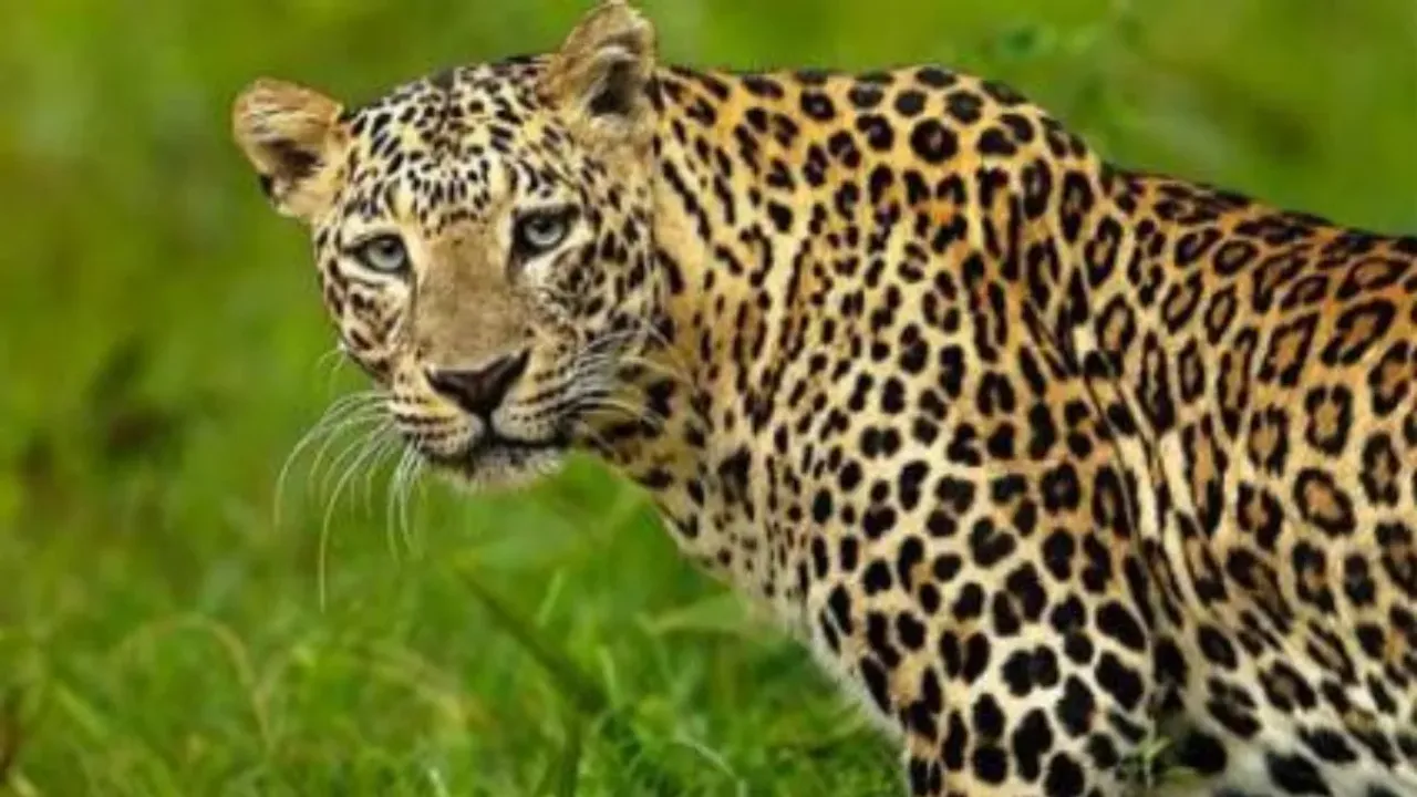 Telangana: నిర్మల్‌ జిల్లాలోని ఆ గ్రామాల్లో చిరుత భయం.. వణికిపోతున్న రైతులు